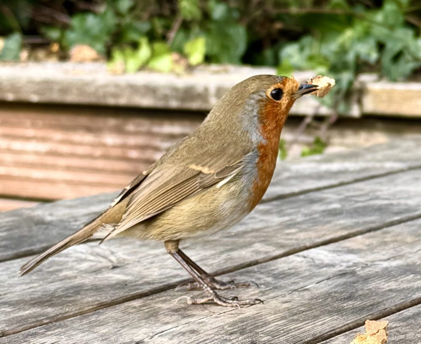Cliff the robin A very tame robin perched on one of the cafés outside benches. It has a bread crumb in its mouth.